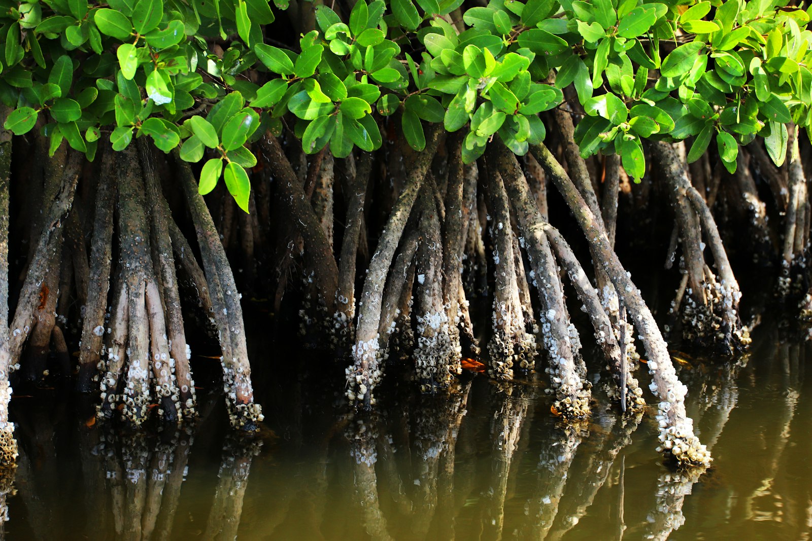 Mangrove roots partially submerged in still water