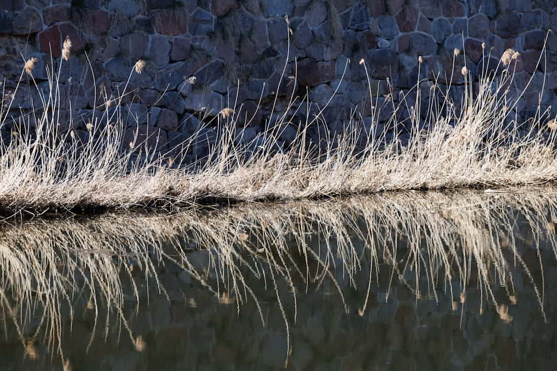 Pale dry reeds mirrored in dark still water